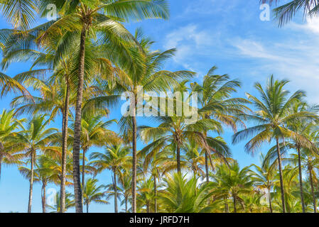 Spettacolare e suggestiva coconut Palm tree dal Itacare Bahia Brasile nord-est Foto Stock