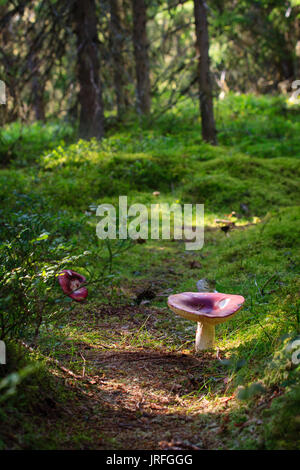 Un toadstool crescente sul sentiero attraverso la foresta di conifere in Djurmo klack Svezia Foto Stock