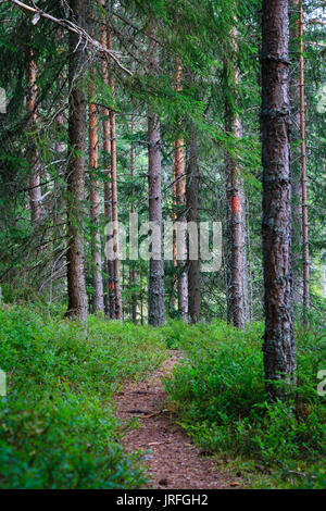 Il percorso attraverso la foresta di conifere in Djurmo klack Svezia Foto Stock