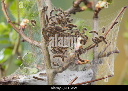 Goldafter, Dunkler Goldafter, Raupe, Raupen, Raupengespinst un Weißdorn, Euproctis chrysorrhoea, marrone-coda, browntail moth, Caterpillar, le cul brun, Foto Stock