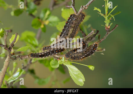 Goldafter, Dunkler Goldafter, Raupe frisst un Weißdorn, Euproctis chrysorrhoea, marrone-coda, browntail moth, Caterpillar, le cul brun, Lymantriinae, Tr Foto Stock