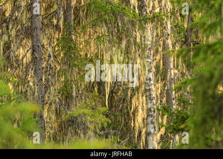 Old mans barba lichen accesa al tramonto in Svezia Foto Stock