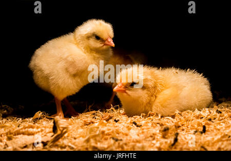 Appena tratteggiato polli bambino sotto la lampada di riscaldamento Foto Stock