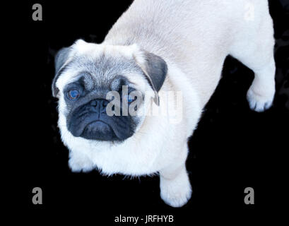 Razza pug cucciolo di cane isolato su sfondo nero Foto Stock