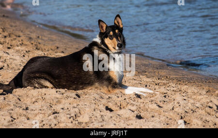 Liscia di razza Collie cane in appoggio sui banchi di sabbia di fiume Foto Stock