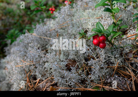 Bacche mirtilli e moss nella foresta Foto Stock