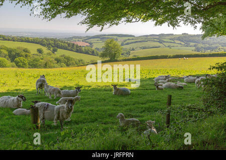 Le pecore e gli agnelli in appoggio all'ombra sulle pendici della collina Lydeard, Quantock Hills, Somerset, Inghilterra, Regno Unito Foto Stock