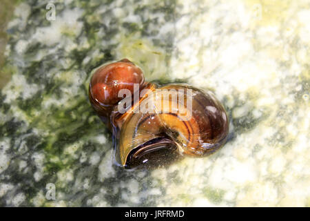 Le lumache sono in amore. Foto Stock