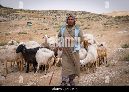 Capraio palestinese e il pastore con il suo gregge di capre provenienti da sud delle colline di Hebron in cerca di opportunità di pascolo. Foto Stock