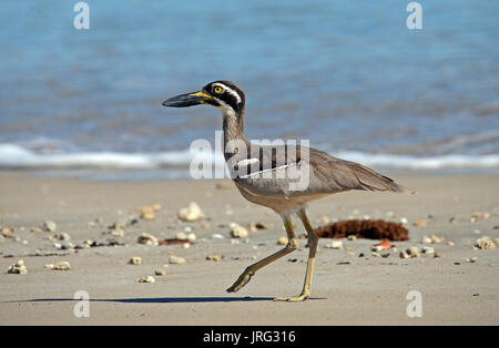 Spiaggia di pietra, curlew esacus magnirostris, camminando lungo una spiaggia Foto Stock