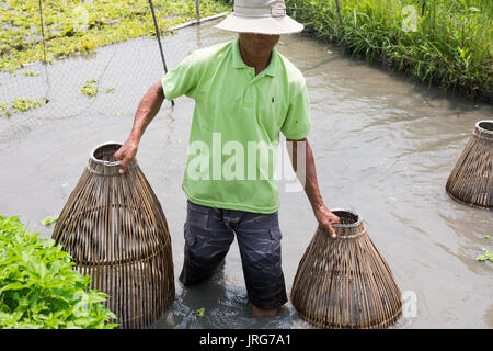 Un uomo vietnamita recupera la pesca cestini da uno stagno di pesci in Hoi An. Foto Stock