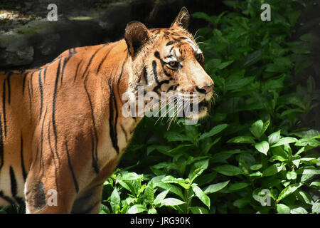 Tiger (Panthera tigris tigris) Foto Stock