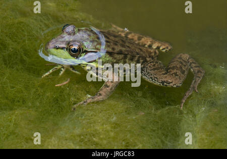 Rana verde (Lithobates clamitans), in stagno con spirogira alghe, E STATI UNITI D'AMERICA da saltare Moody Foto Stock