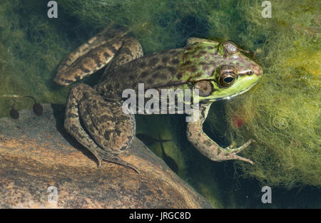 Rana verde (Lithobates clamitans), in stagno con spirogira alghe, E STATI UNITI D'AMERICA da saltare Moody Foto Stock