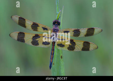 Halloween Pennant Dragonfly (Celithemis eponina), e USA by Skip Moody/Dembinsky Photo Assoc Foto Stock