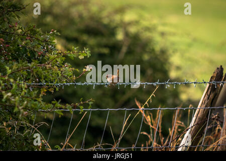 Wren Songbird Bird su un filo Foto Stock