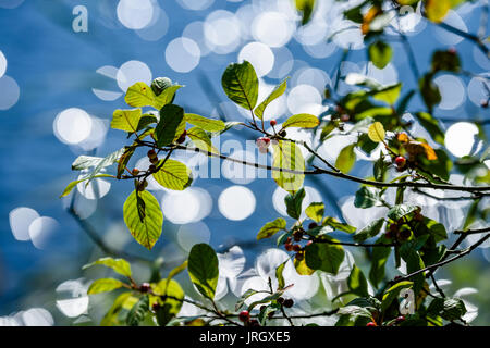 Foglie verdi su un letto di blu scintillante acqua con sfocatura dello sfondo anelli e bokeh di fondo Foto Stock