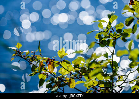 Foglie verdi su un letto di blu scintillante acqua con sfocatura dello sfondo anelli e bokeh di fondo Foto Stock