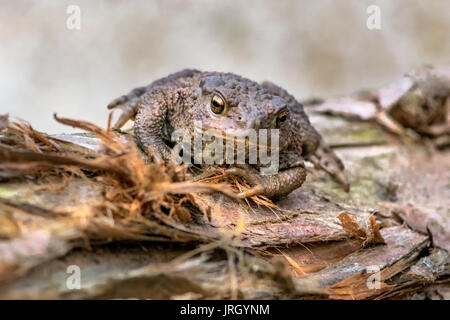 Un anfibio, comune British Rospo Rana / Foto Stock