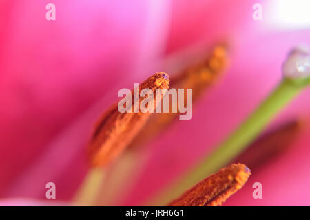 Tessitura macro di rosso borgogna lily Foto Stock