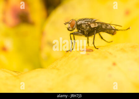 Un Sarcophaga sarraceniae fly siede su un giallo pianta brocca, queste mosche sono presenti solo in zone con piante brocca. Foto Stock