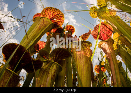 Un bug eye della brocca giallo piante da sotto come sono retroilluminati da sun. Foto Stock