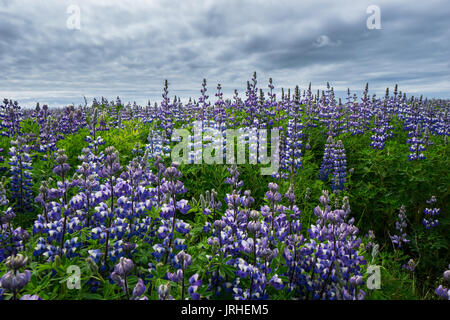 Islanda - infinite viola di campo dei fiori Foto Stock