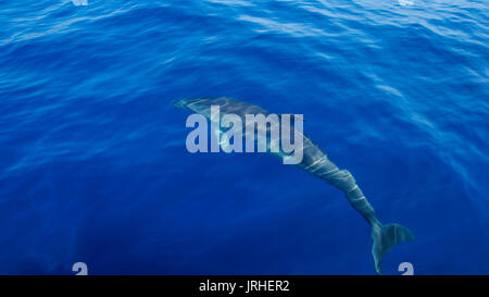 Madeira - blu oceano acqua e diving dolphin da dietro con flipper Foto Stock