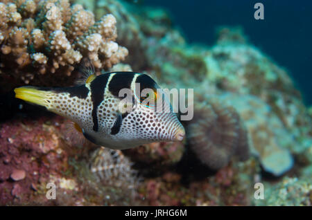 Valentin's sharpnose puffer (Canthigaster valentini), noto anche come sellati puffer o nero sellati toby. Cape Maeda, Okinawa, in Giappone. Foto Stock