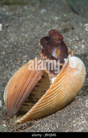 Il Cocco Octopus (Amphioctopus marginatus) nel Lembeh strait Foto Stock