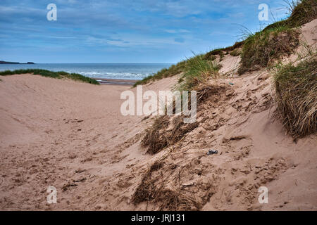 Le dune di sabbia e sabbia a Lunan Bay, Montrose, Angus, Scozia Foto Stock