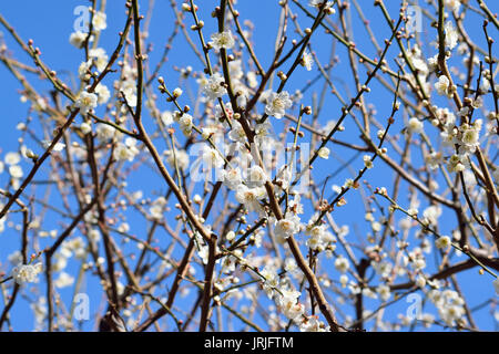 Paesaggio Giapponese di susina bianca fiorisce Foto Stock