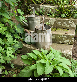 Due vecchi in acciaio galvanizzato giardino metallo innaffiatoi sui gradini di pietra con pianta verde fogliame, Regno Unito Foto Stock