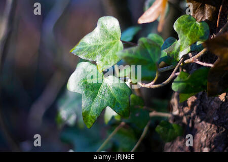 Wet foglia di edera che cresce su un albero Foto Stock