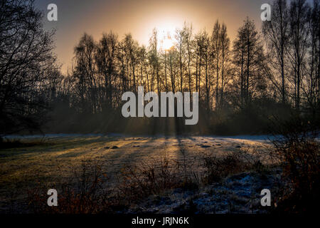 Inglese boschi all alba di un inverno mattina in Inghilterra, Regno Unito Foto Stock