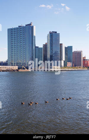 Anatre nuotare nel fiume est passato Long Island City le torri di New York, NY, Stati Uniti d'America nel 2013. Foto Stock