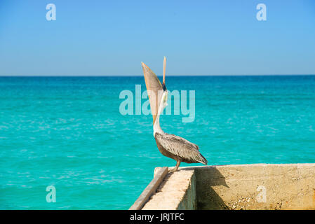 Pelican sorge su un molo con un bellissimo esotico mare blu. Un tropicale serena pier scena con il Mar dei Caraibi. Foto Stock