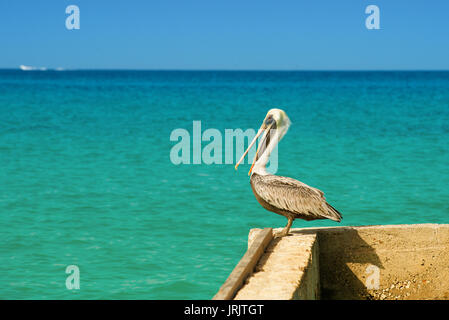 Pelican sorge su un molo con un bellissimo esotico mare blu. Un tropicale serena pier scena con il Mar dei Caraibi. Foto Stock