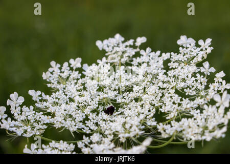 Un bianco di carvi in stretta fino Foto Stock