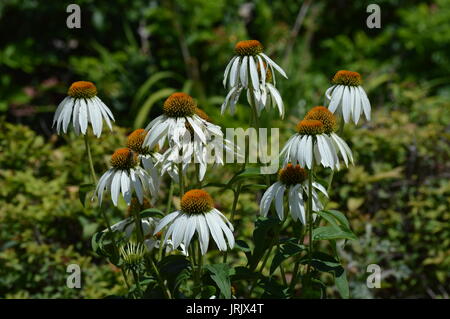 Coneflowers Foto Stock