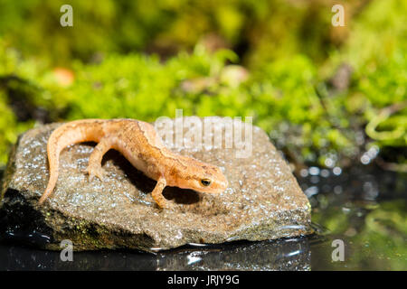 Newt liscia in un ambiente naturale con acqua e riflessi Foto Stock