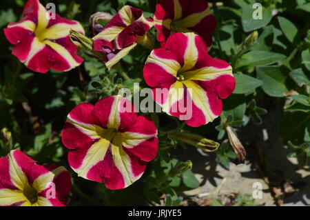 Fiore di petunia Foto Stock