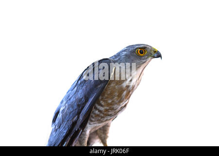 Closeup Besra o piccoli sparvieri (Accipiter virgatus) Foto Stock