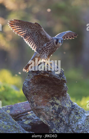 Falco pellegrino (Falco peregrinus), uccello giovane seduto sulla roccia e battere con le ali, retroilluminato Foto Stock