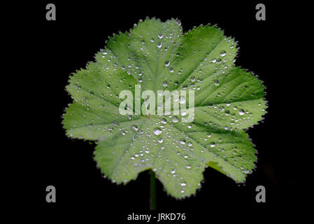 Lady del mantello (Alchemilla sp.), foglie con raindrop, Nord Reno-Westfalia, Germania Foto Stock