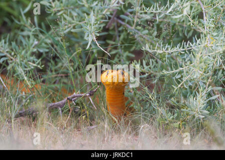 Cape Cobra (Naja nivea), durante la stagione delle piogge in un ambiente verde, bushland, Deserto Kalahari, Kgalagadi Parco transfrontaliero Foto Stock