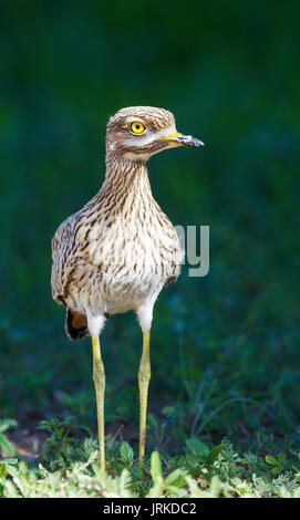 Avvistato Dikkop macchiato o thick-ginocchio (Burhinus capensis), la stagione delle piogge con dintorni verdi, Deserto Kalahari Foto Stock