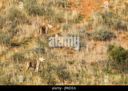 Leonesse (Panthera leo), due femmine a erba-cresciute duna di sabbia, Deserto Kalahari, Kgalagadi Parco transfrontaliero, Sud Africa Foto Stock