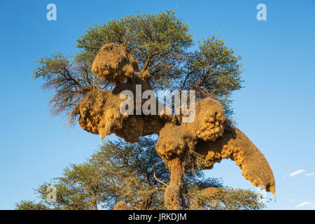 Enorme nido comunale di socievole tessitori (Philetairus socius) in una struttura ad albero camelthorn (Acacia erioloba), Deserto Kalahari Foto Stock
