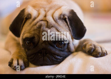 Sconvolto cucciolo pug Foto Stock